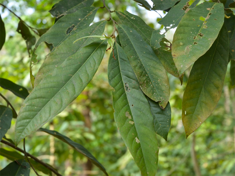 Magnolia baillonii, leaf.