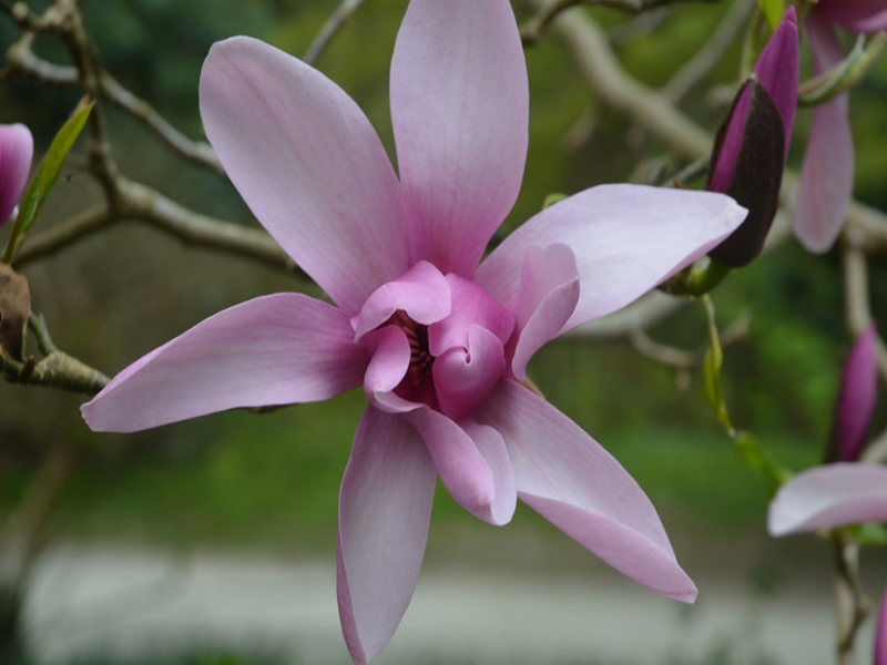 Magnolia 'Caerhays Surprise', flower. Lanhydrock House and Garden, Bodmin, Cornwall, United Kingdom. 