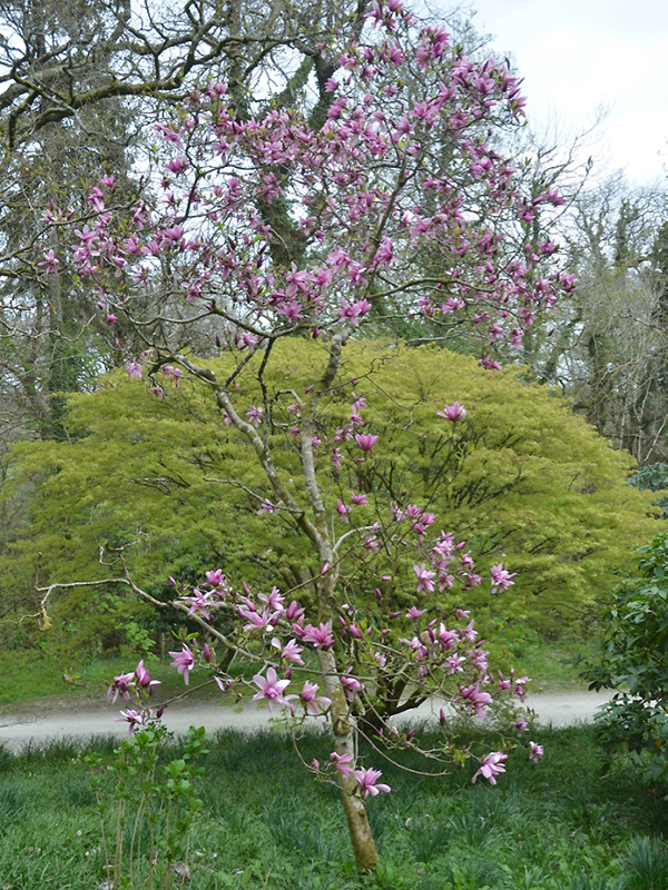 Magnolia 'Caerhays Surprise', form. Lanhydrock House and Garden, Bodmin, Cornwall, United Kingdom. 