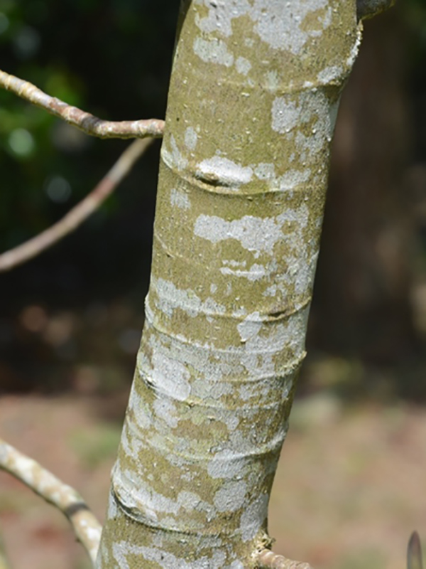 Magnolia campbellii 'Sir Harold Hillier', bark, Trengwainton Garden, Madron, near Penzance, Cornwall, United Kingdom. 