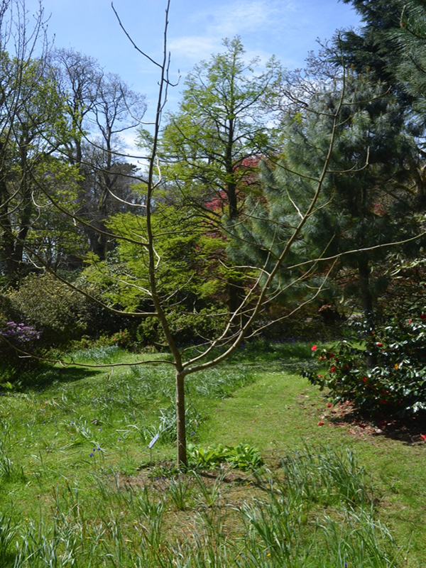 Magnolia campbellii 'Sir Harold Hillier', form, Trengwainton Garden, Madron, near Penzance, Cornwall, United Kingdom. 