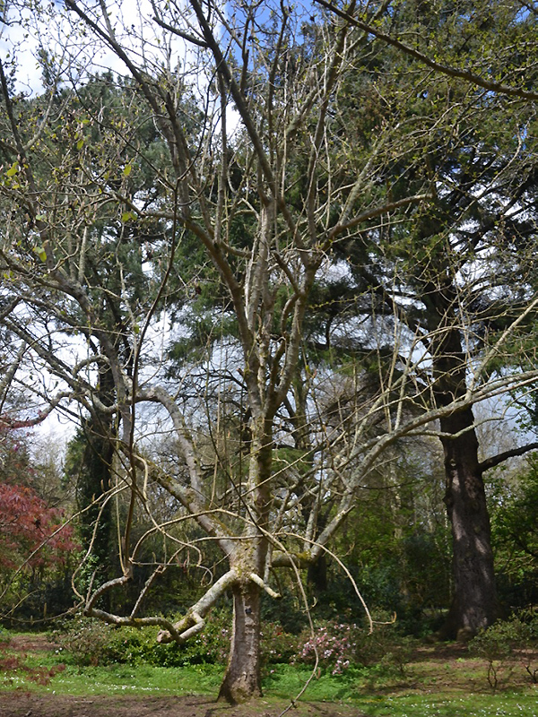Magnolia campbellii 'Trelissick Alba', form. National Trust Trelissick Garden, Feock, near Truro, Cornwall, United Kingdom. 