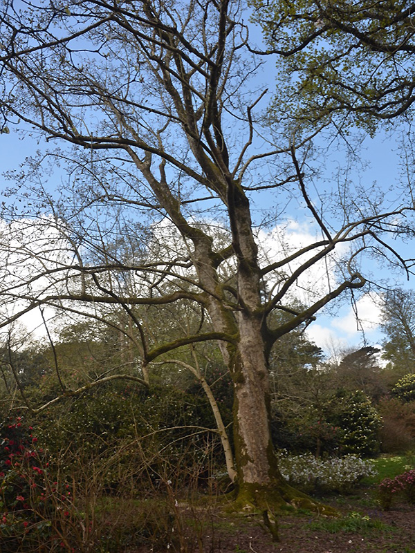 Magnolia campbellii, form. Caerhays Castle, Goran, Cornwall, United Kingdom.