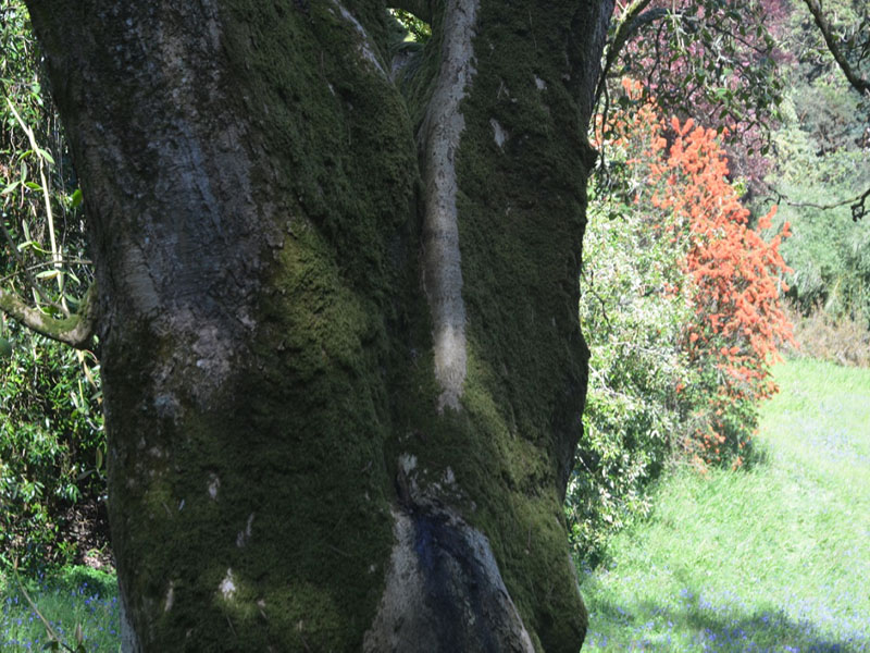 Magnolia campbellii, bark, Trebah Garden Trust, Mawnan Smith, Falmouth, Cornwall, United Kingdom.