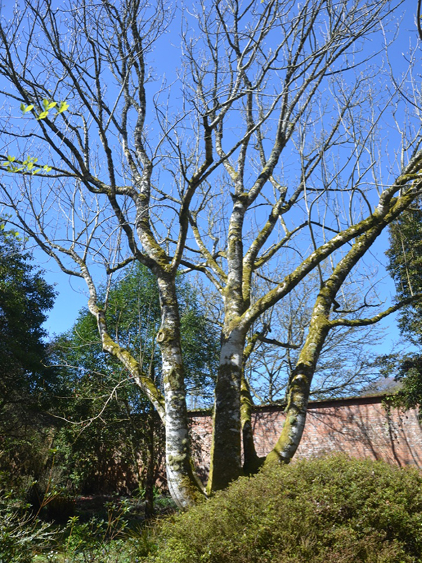 Magnolia campbellii var. alba, form, Trengwainton Garden, Madron, near Penzance, Cornwall, United Kingdom. 
