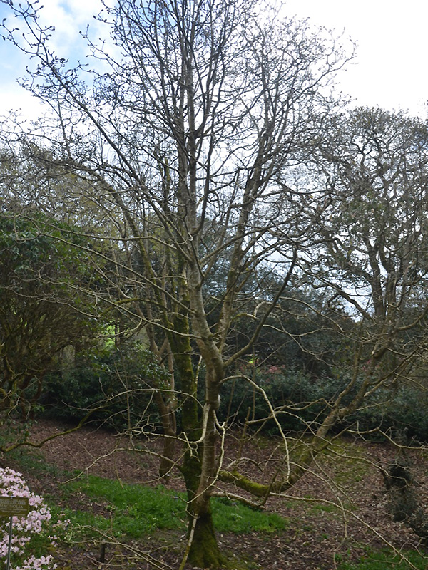 Magnolia campbellii var. mollicomata 'Bishop Michael', form. Caerhays Castle, Goran, Cornwall, United Kingdom.