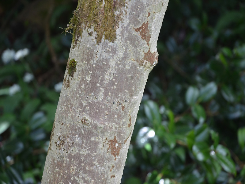 Magnolia campbellii var. mollicorata 'Caerhays Surprise', bark. Caerhays Castle, Goran, Cornwall, United Kingdom.