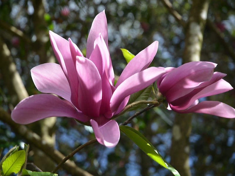 Magnolia campbellii var. mollicorata 'Caerhays Surprise', flower. Caerhays Castle, Goran, Cornwall, United Kingdom.