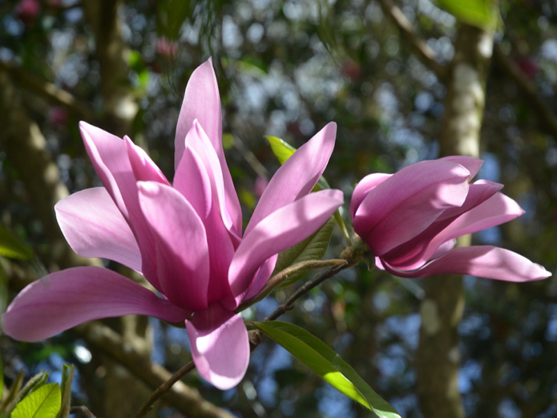 Magnolia campbellii var. mollicorata 'Caerhays Surprise', flower. 