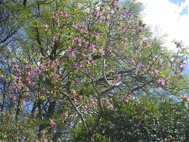 Magnolia campbellii var. mollicorata 'Caerhays Surprise', form. Caerhays Castle, Goran, Cornwall, United Kingdom.