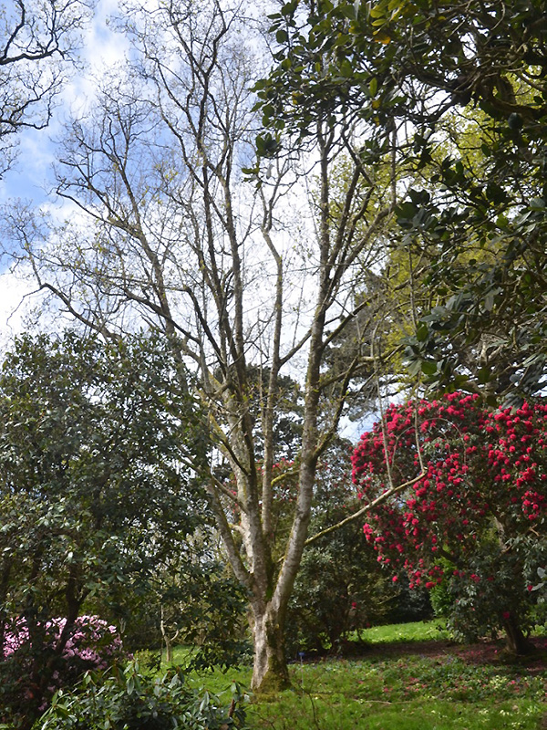 Magnolia campbellii x sargentiana var. robusta, form. Caerhays Castle, Goran, Cornwall, United Kingdom.