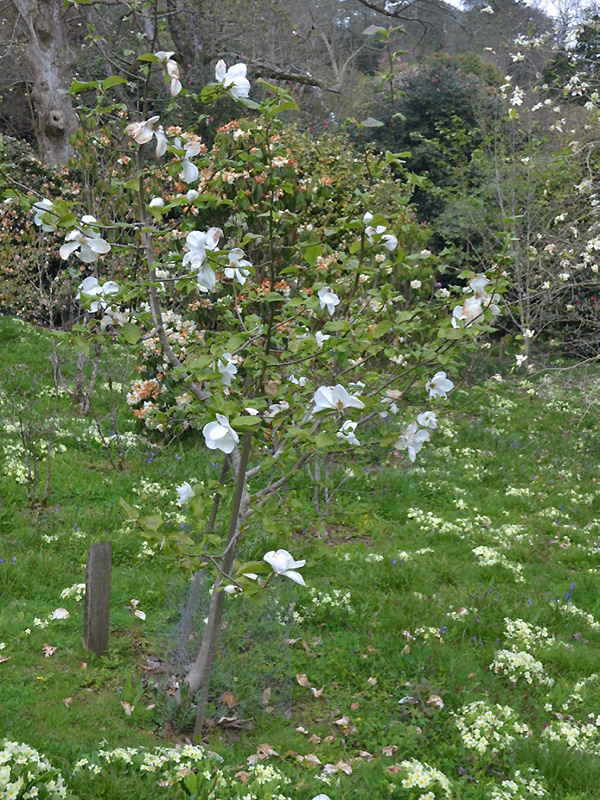 Magnolia, form. Caerhays Castle, Goran, Cornwall, United Kingdom.