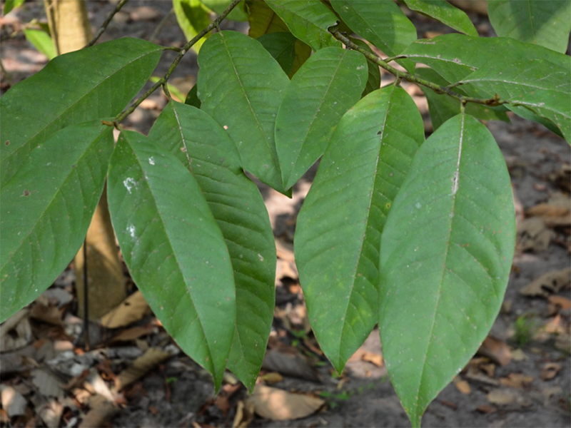 Magnolia champaca, Leaf