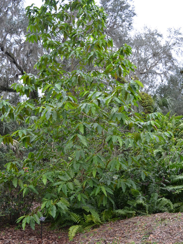 Magnolia champaca var. champaca, form. Bok Tower Gardens, Lake Wales, Florida, United States of America.