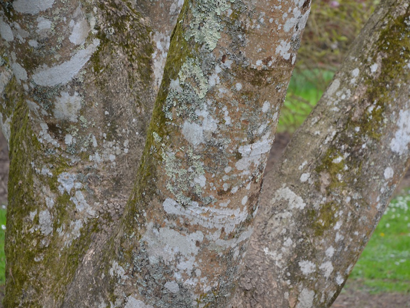 National Trust Trelissick Garden, Feock, near Truro, Cornwall, United Kingdom. Magnolia dawsoniana, bark. 