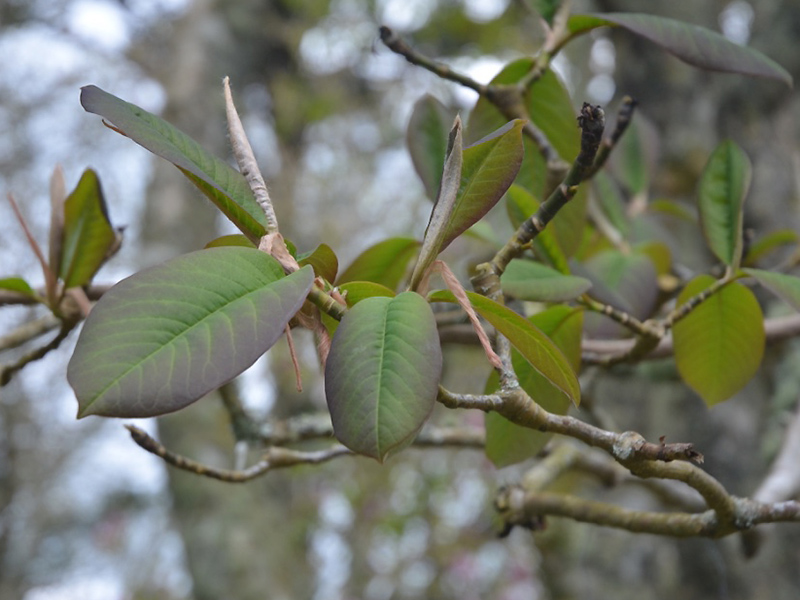 Magnolia dawsoniana, leaf. National Trust Trelissick Garden, Feock, near Truro, Cornwall, United Kingdom. 