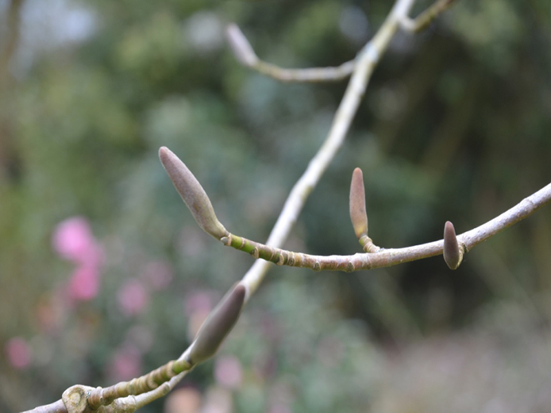 Magnolia dawsoniana 'Chyverton Red', leaf bud, Lanhydrock House and Garden, Bodmin, Cornwall, United Kingdom. 