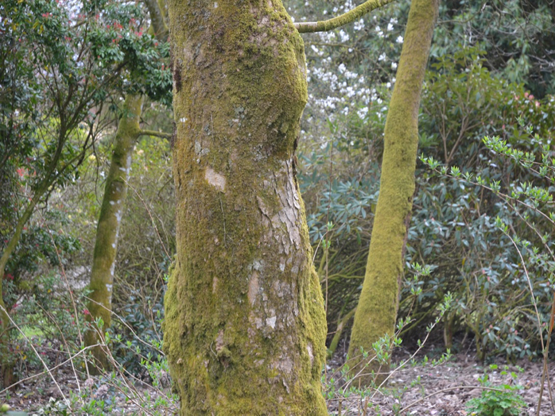 Magnolia dawsoniana 'Chyverton Red', bark, Lanhydrock House and Garden, Bodmin, Cornwall, United Kingdom. 