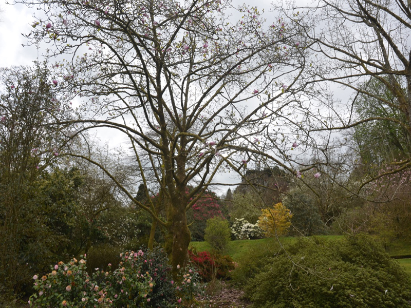 Magnolia dawsoniana 'Chyverton Red', form, Lanhydrock House and Garden, Bodmin, Cornwall, United Kingdom. 