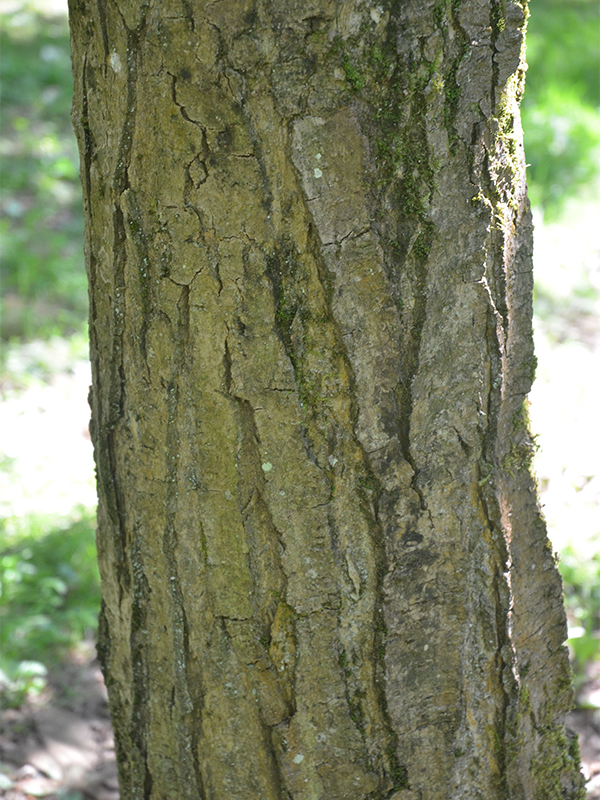 Magnolia dawsoniana, bark.