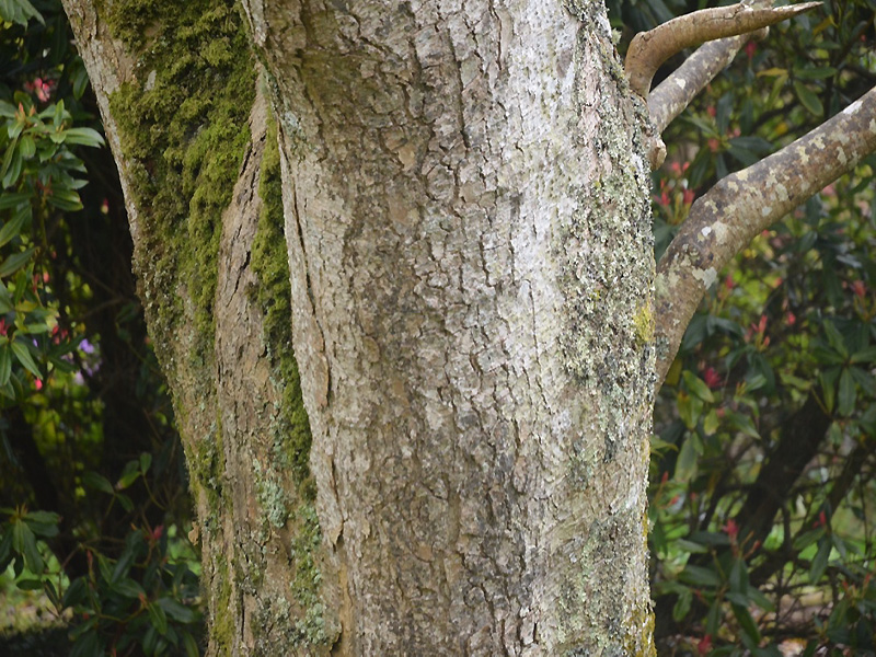 Magnolia dawsoniana, bark. Caerhays Castle, Goran, Cornwall, United Kingdom.