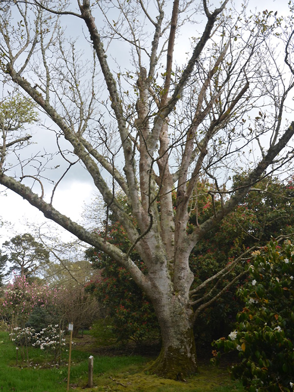 Magnolia dawsoniana, form. Caerhays Castle, Goran, Cornwall, United Kingdom.