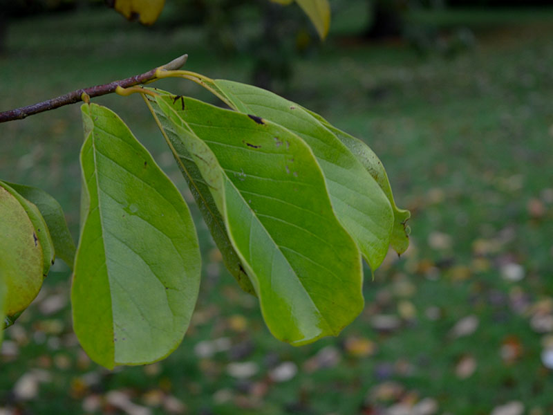 Magnolia dawsoniana, leaf.