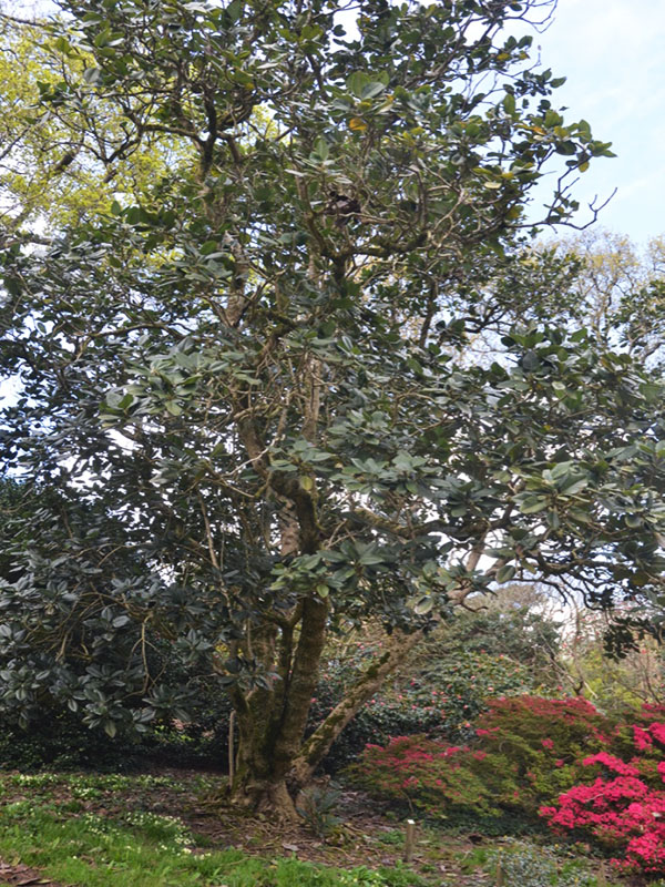 Magnolia delavayi, form. Caerhays Castle, Goran, Cornwall, United Kingdom.