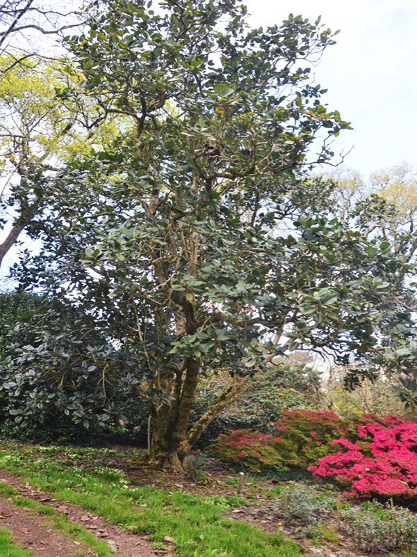 Magnolia delavayi, form.  Caerhays Castle, Goran, Cornwall, United Kingdom.