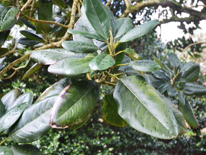 Magnolia delavayi, leaf.  Caerhays Castle, Goran, Cornwall, United Kingdom.