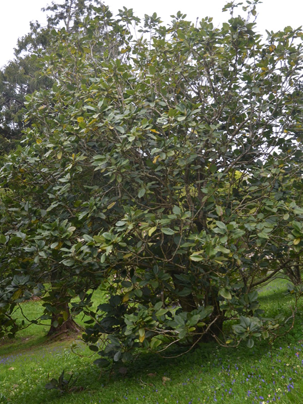 Magnolia delavayi, form. Glendurgan Gardens, Falmouth, Cornwall, United Kingdom. 