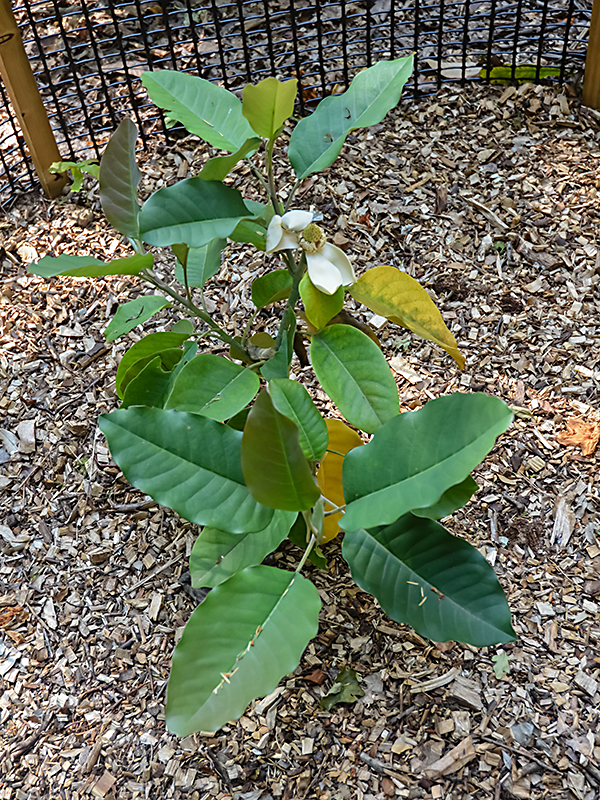 Magnolia-delavayi-wbrt-frm.JPG