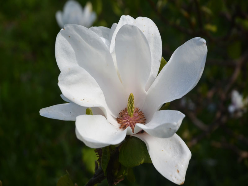 Magnolia denudata, flower. Caerhays Castle, Goran, Cornwall, United Kingdom.