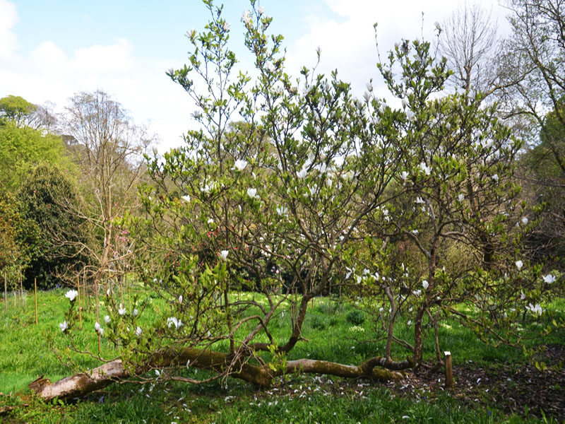 Magnolia denudata, form. Caerhays Castle, Goran, Cornwall, United Kingdom.