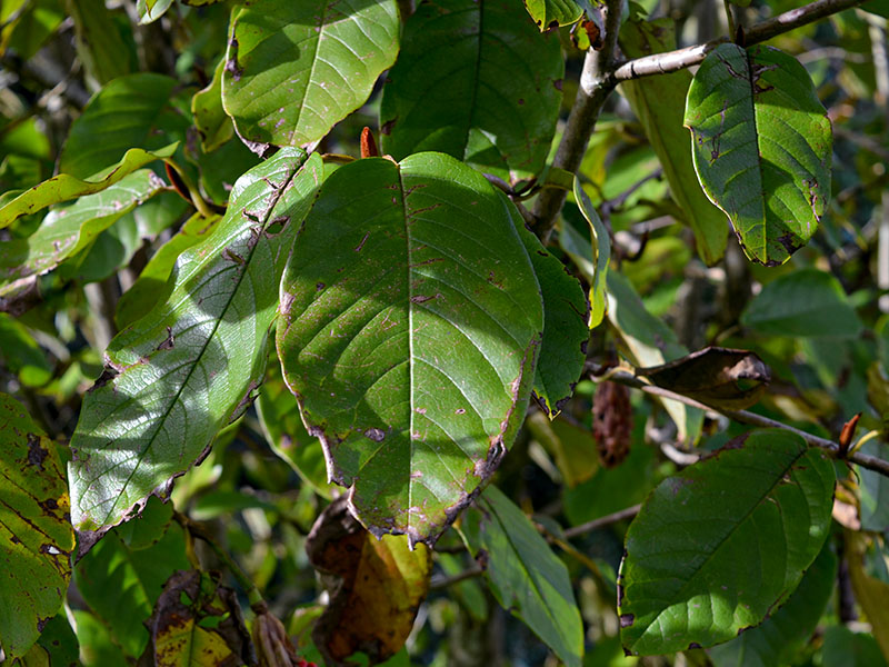 Magnolia globosa, leaf. Lanhydrock Gardens, Cornwall, England. 16/10/2019.