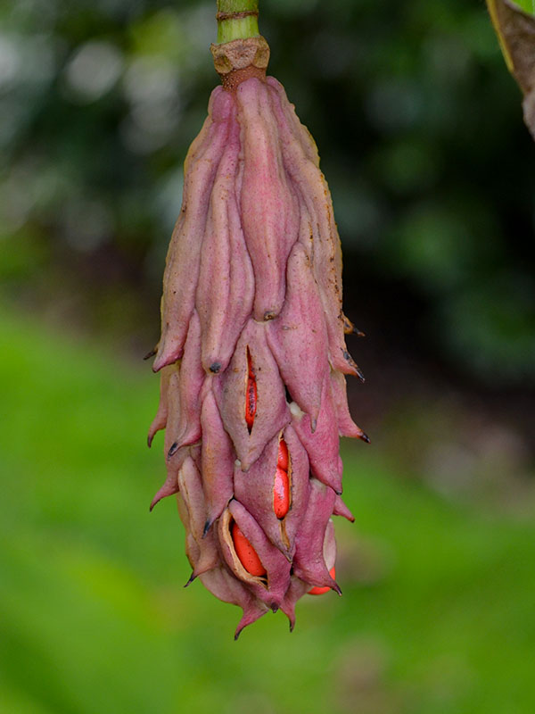 Magnolia globosa, bud. Lanhydrock Gardens, Cornwall, England. 16/10/2019.