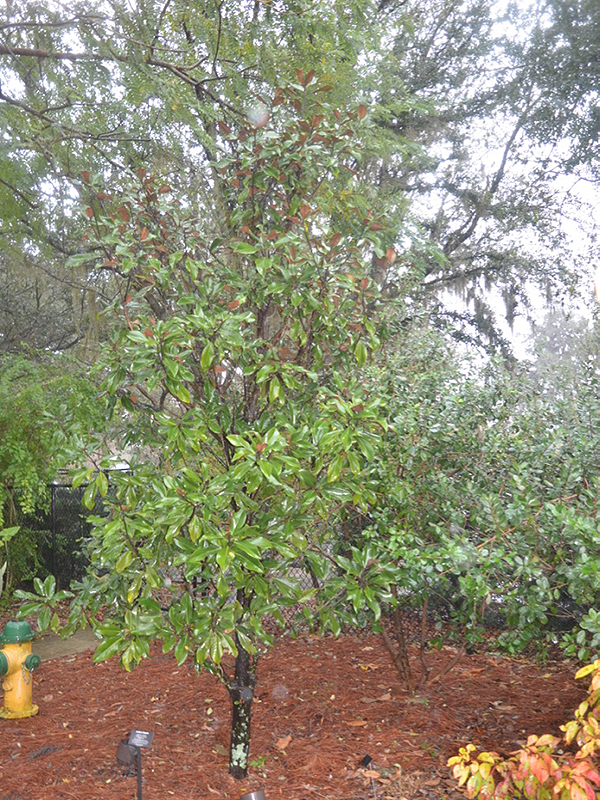 Magnolia grandiflora 'Bracken's Brown Beauty', form. Harry P. Leu Gardens, Orlando, Florida, United States of America.