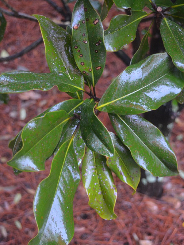 Magnolia grandiflora 'Bracken's Brown Beauty', leaf. Harry P. Leu Gardens, Orlando, Florida, United States of America.