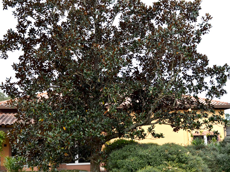 Magnolia grandiflora 'D.D. Blanchard’, form, Bok Tower Gardens, Lake Wales, Florida, United States of America.