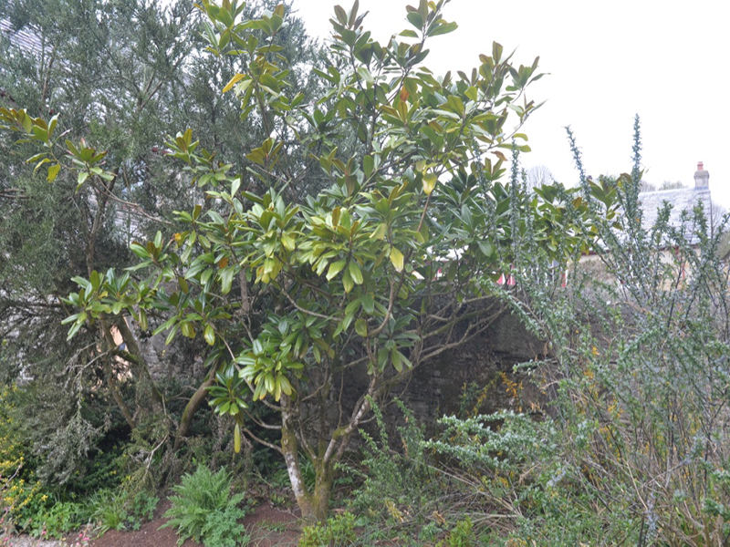 Magnolia grandiflora 'Edith Bogue', form, Lanhydrock House and Garden, Bodmin, Cornwall, United Kingdom. 