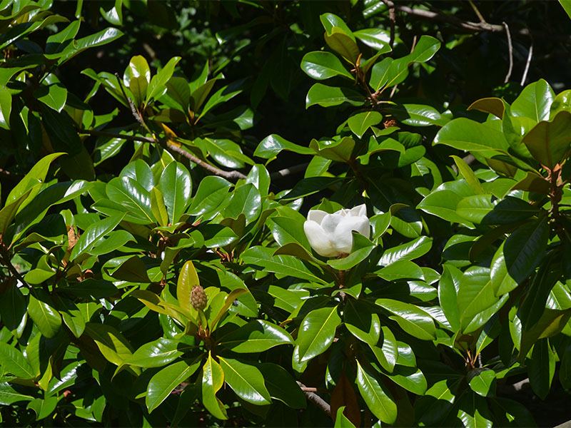Magnolia-grandiflora-Victoria-frm.jpg