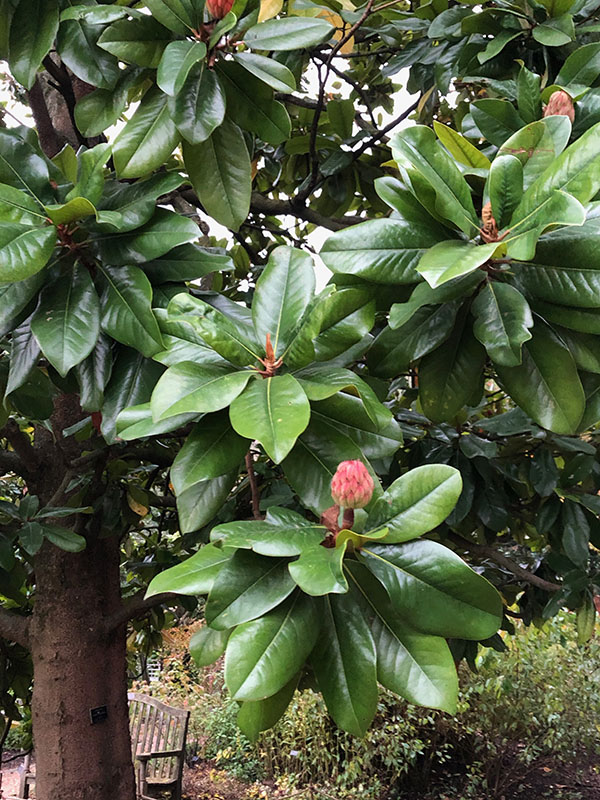 Magnolia grandiflora, leaf. Chelsea Physic Garden, London, United Kingdom.