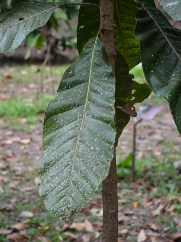 Magnolia henryi, leaf.