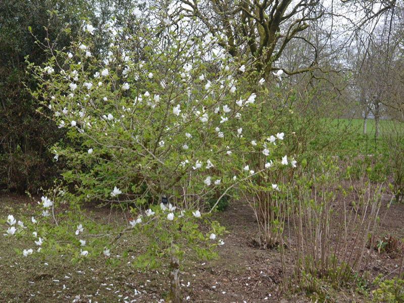 Magnolia-kobus-Norman-Gould-lan-frm1