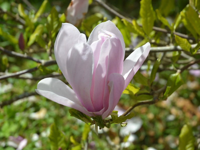 Magnolia kobus var. stellata 'Pinkie', flower. Caerhays Castle, Goran, Cornwall, United Kingdom.