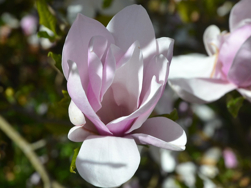 Magnolia kobus var. stellata 'Pinkie', flower. Caerhays Castle, Goran, Cornwall, United Kingdom.