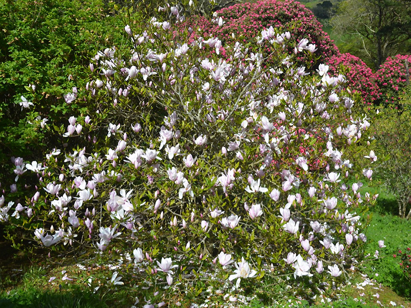 Magnolia kobus var. stellata 'Pinkie', form. Caerhays Castle, Goran, Cornwall, United Kingdom.