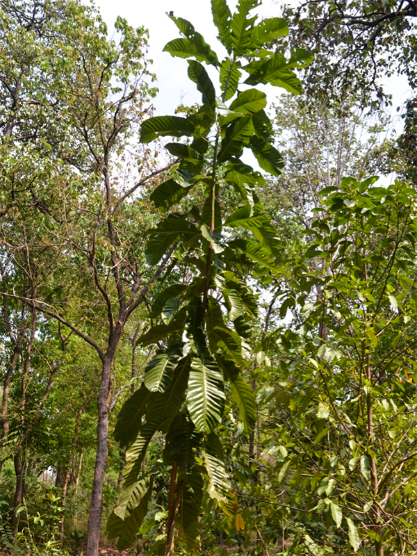 Magnolia lilifera, form.