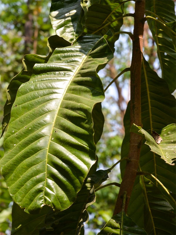 Magnolia lilifera, leaf.