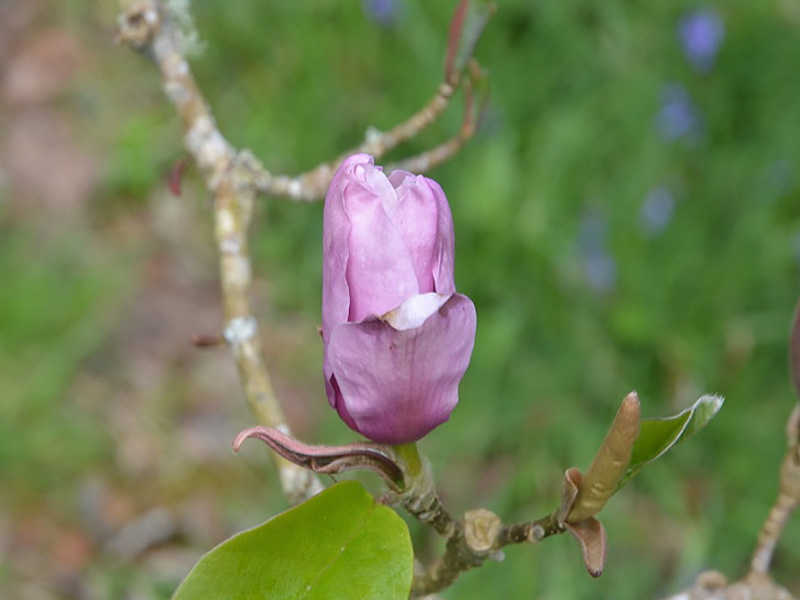 Magnolia liliiflora 'Serene', flower. Caerhays Castle, Goran, Cornwall, United Kingdom.